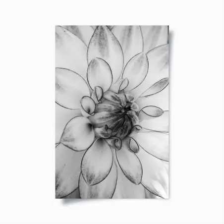 Poster monochrome nahaufnahme einer dahlie – Pixers®
