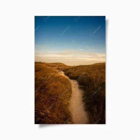 Poster sonnenbeschienener weg durch die dünen – Pixers®