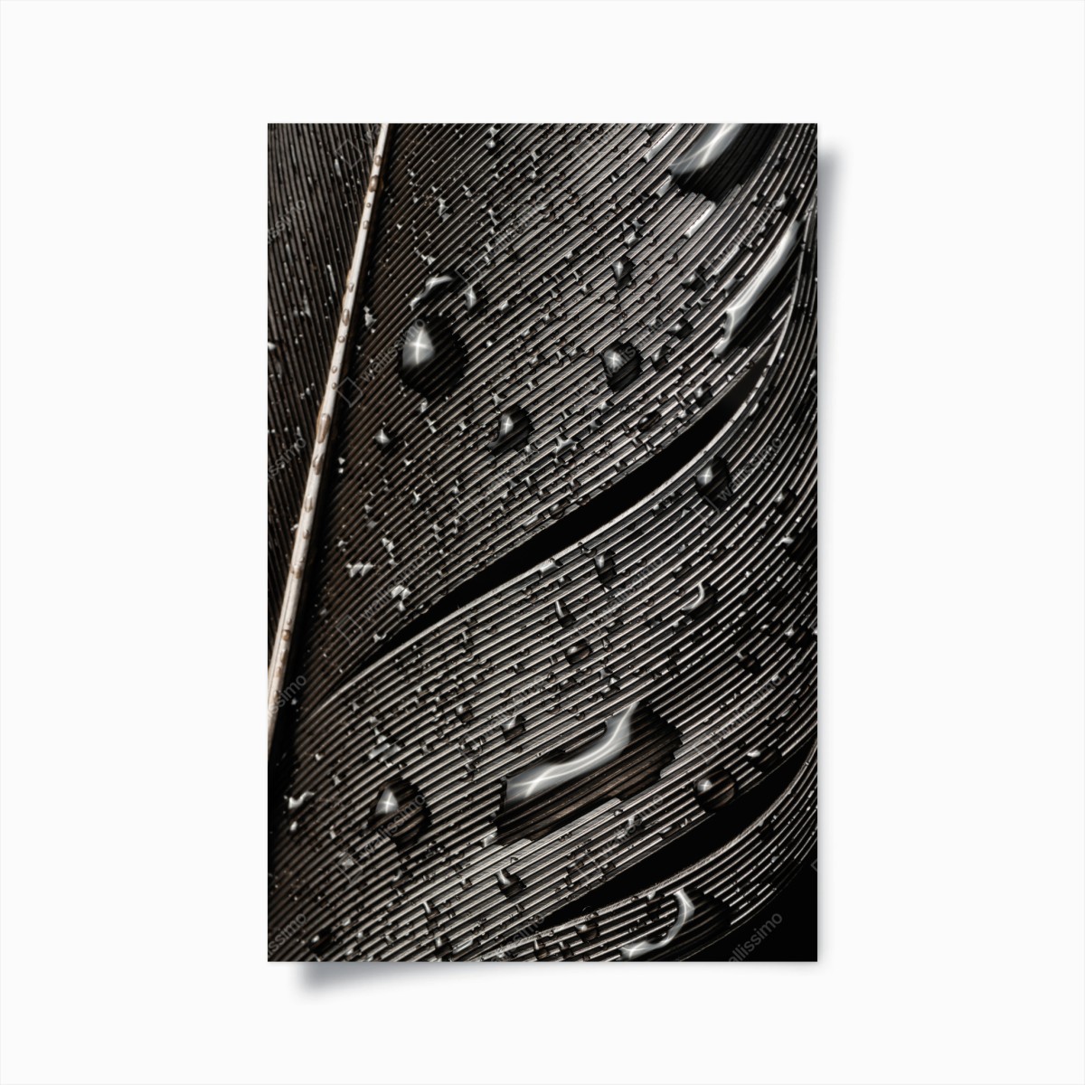 Poster monochrome feder mit wassertropfen – Pixers®