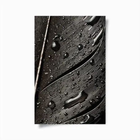 Poster monochrome feder mit wassertropfen – Pixers®