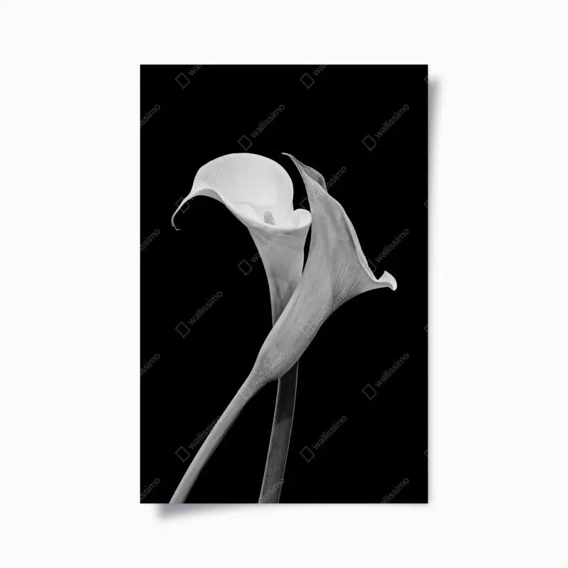 Poster elegante callas in monochrom