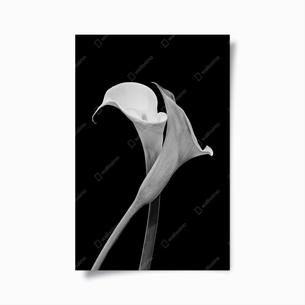 Poster elegante callas in monochrom – Pixers®