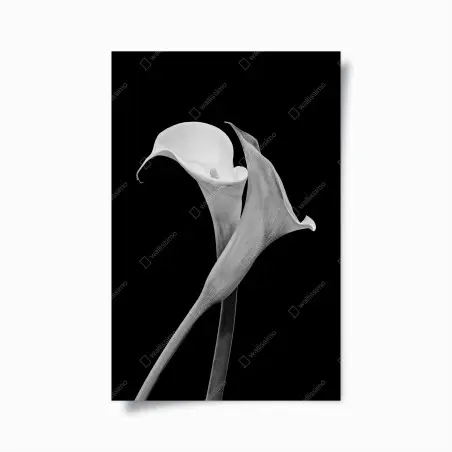 Poster elegante callas in monochrom – Pixers®