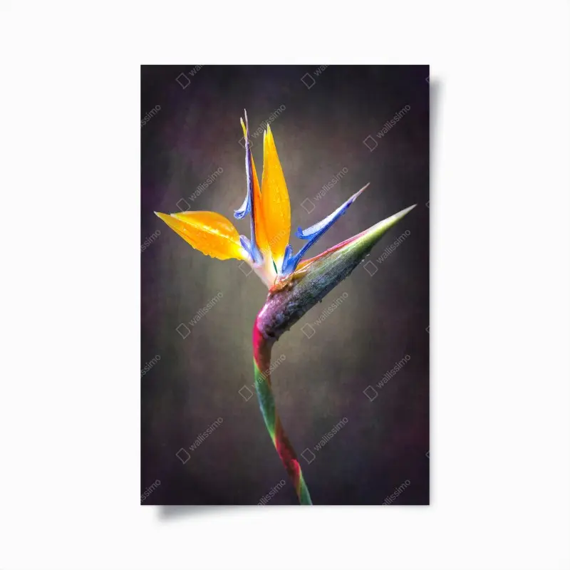Poster strelitzie in leuchtenden farben
