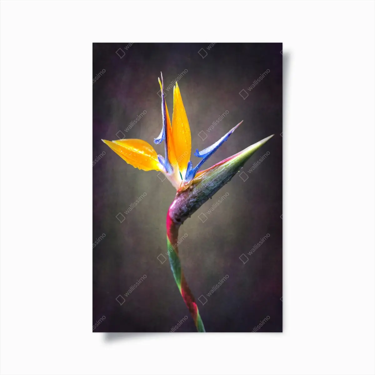 Poster strelitzie in leuchtenden farben – Pixers®