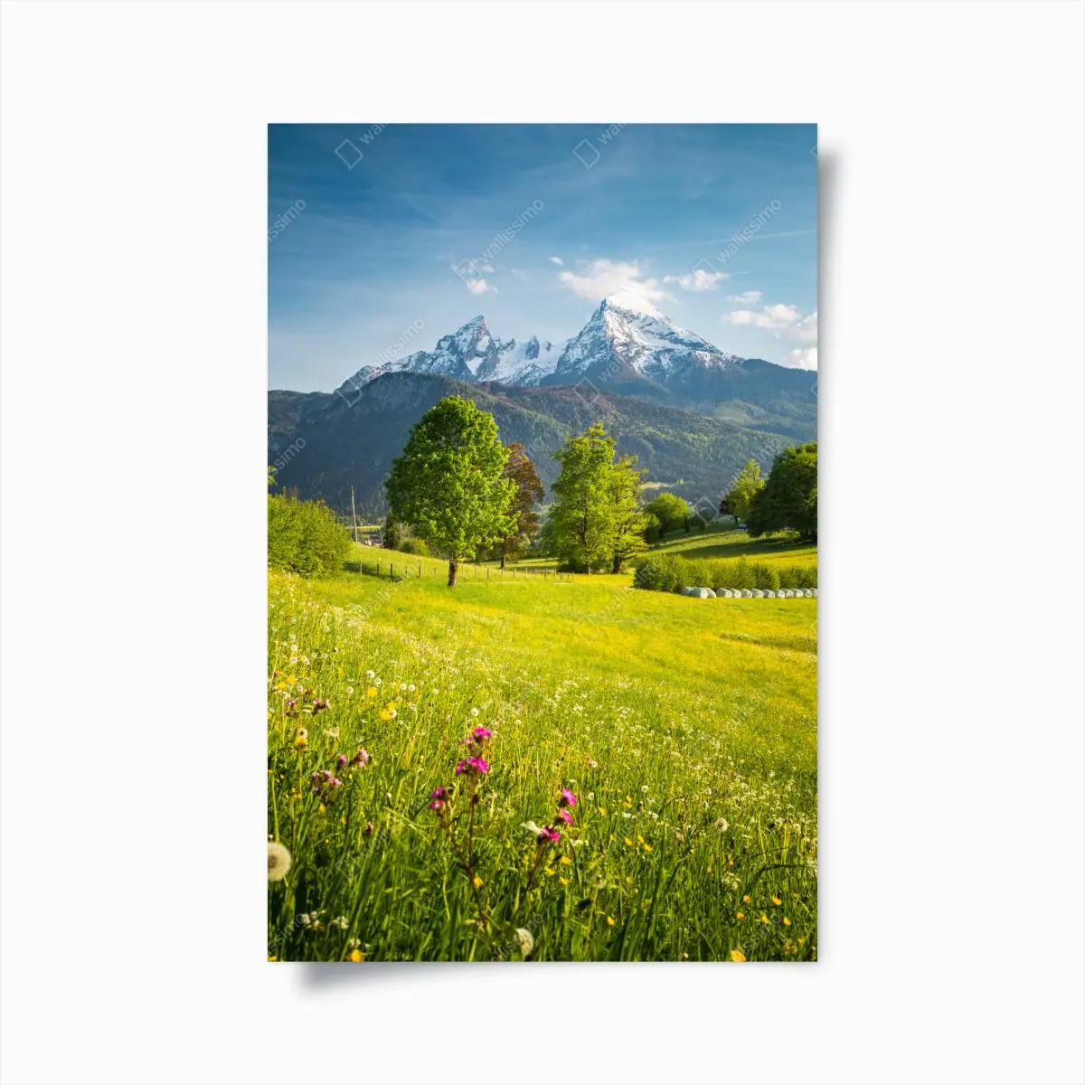 Poster alpine frühlingswiese unter schneebedeckten gipfeln – Pixers®