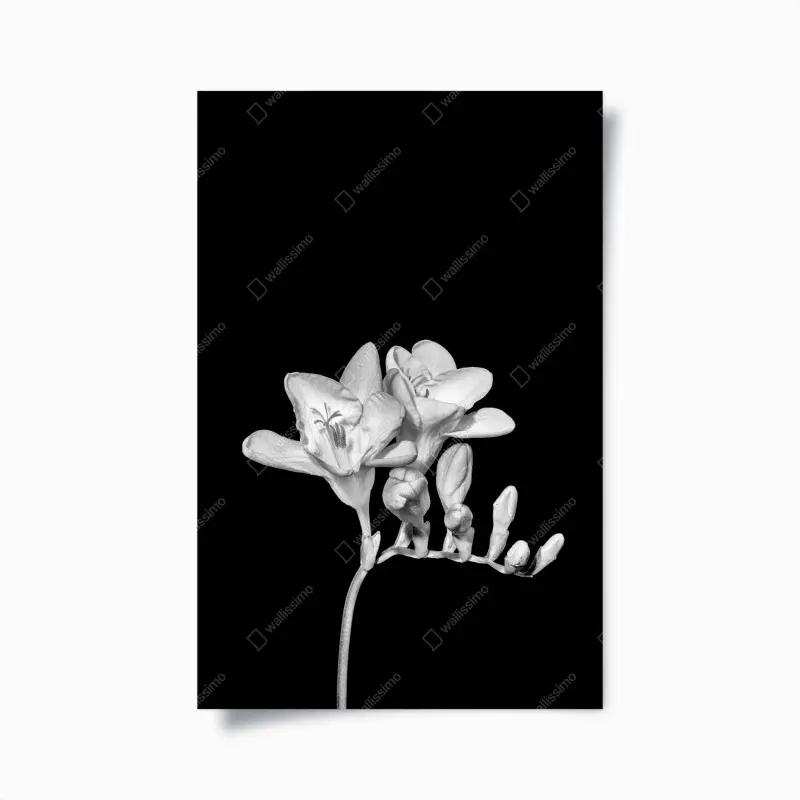 Poster zarte freesie in monochrom