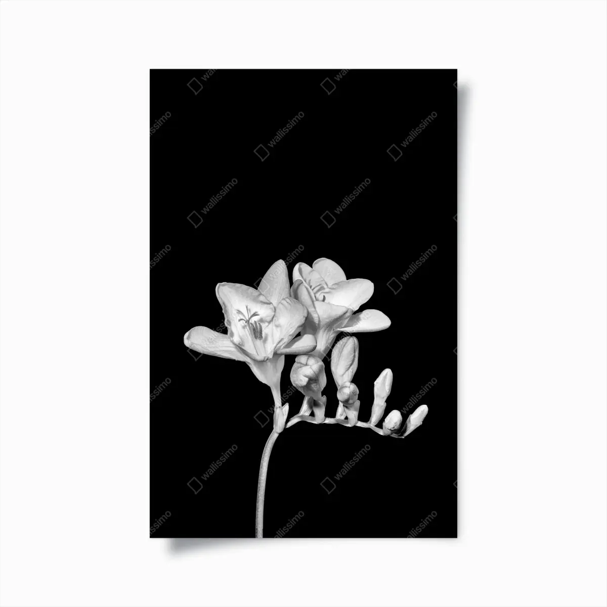 Poster zarte freesie in monochrom – Pixers®