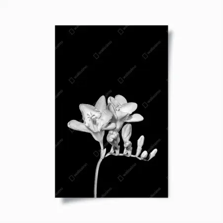 Poster zarte freesie in monochrom – Pixers®