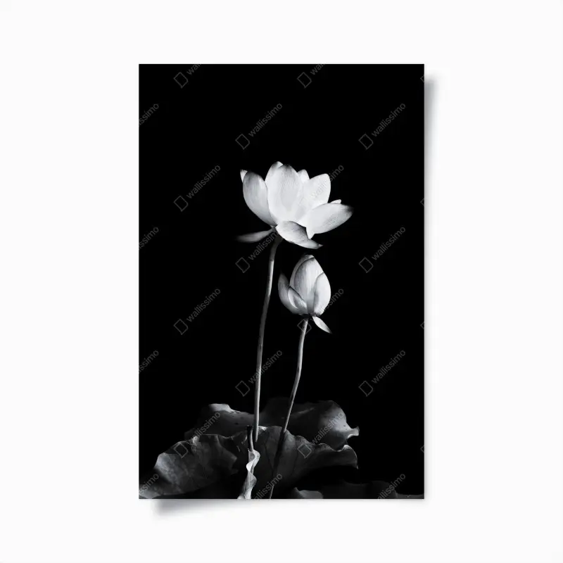 Poster weißer lotus in monochrom
