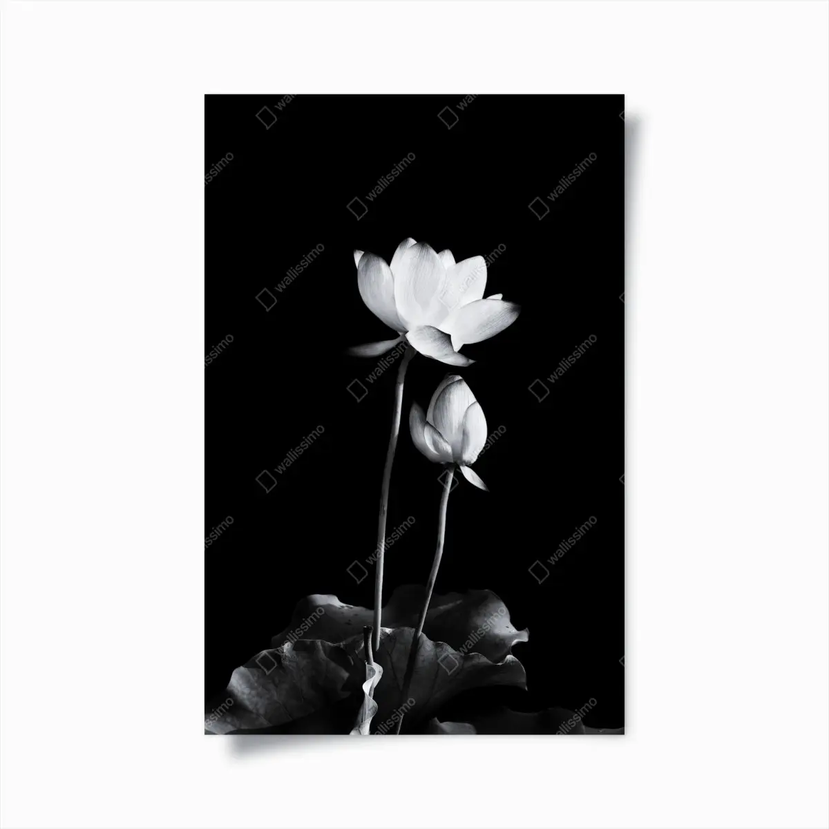 Poster weißer lotus in monochrom – Pixers®