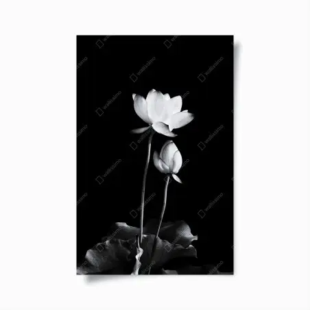 Poster weißer lotus in monochrom – Pixers®
