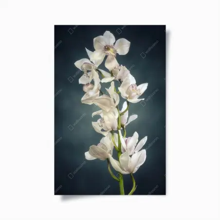 Poster zarte weiße orchideen vor gedämpftem hintergrund – Pixers®