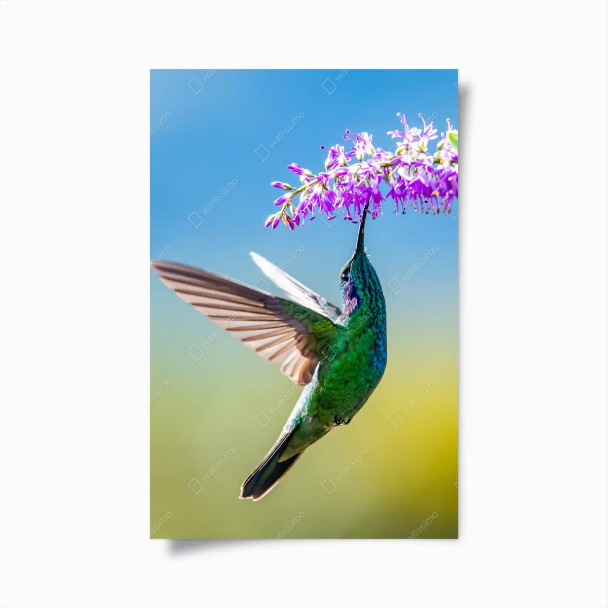 Poster kolibri an violetter blüte – Pixers®