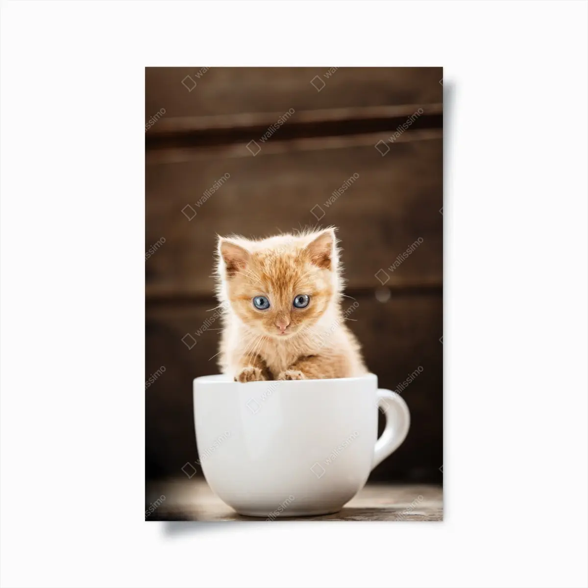 Poster rötliches kätzchen in einer teetasse – Pixers®