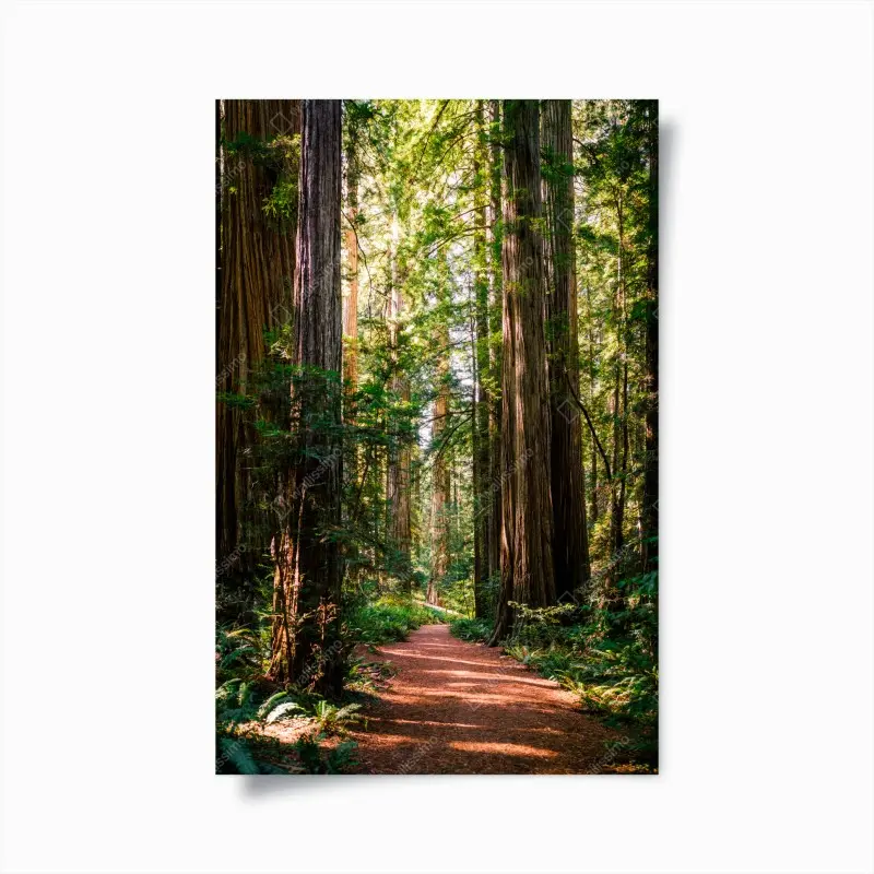 Poster majestätischer weg im sekwoienwald