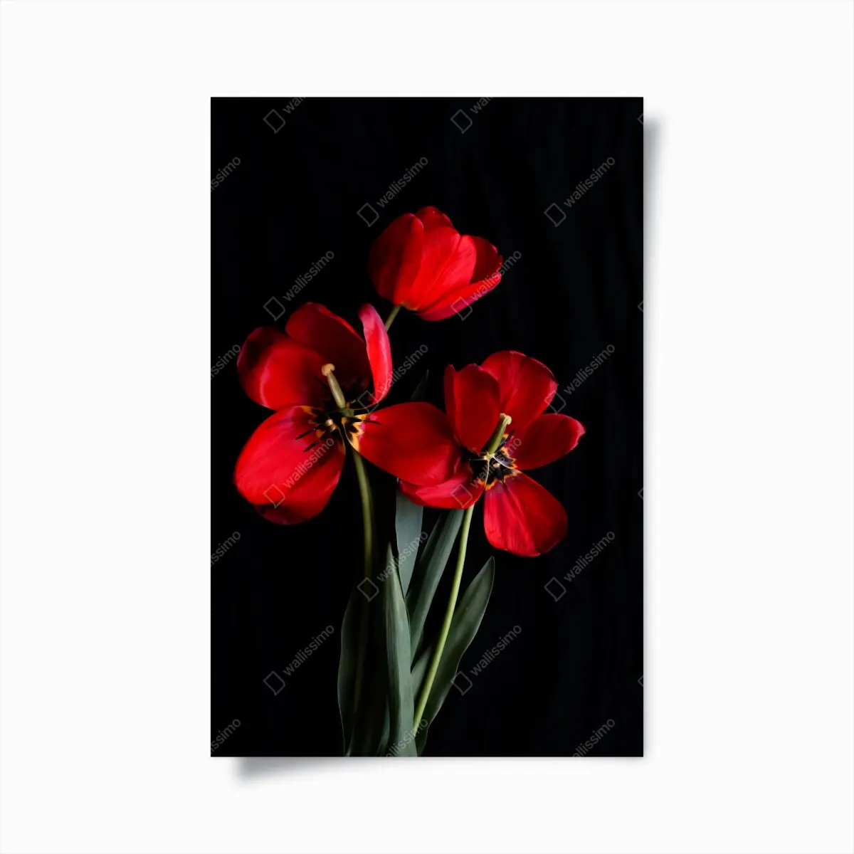 Poster drei rote tulpen vor schwarzem hintergrund – Pixers®