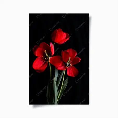Poster drei rote tulpen vor schwarzem hintergrund – Pixers®
