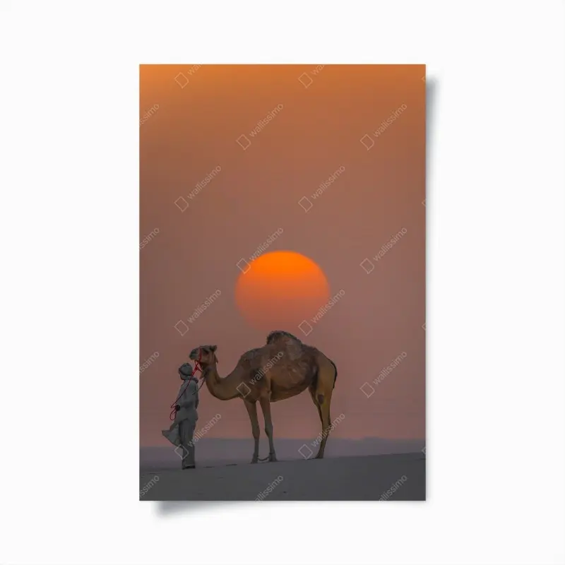 Poster kamel vor sonnenuntergang in der wüste