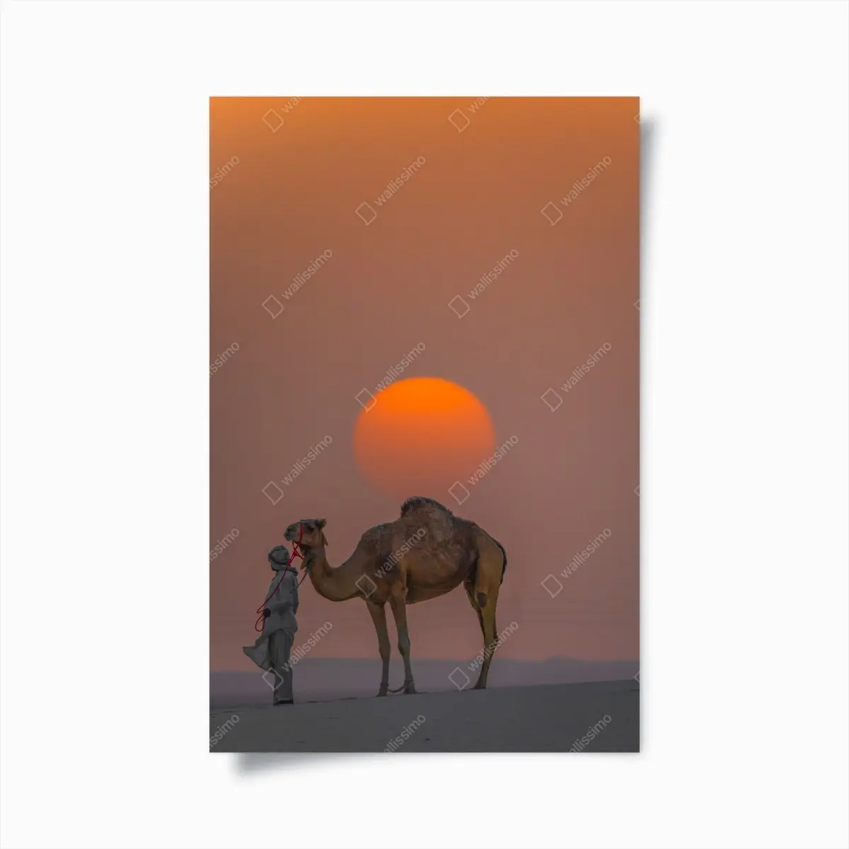 Poster kamel vor sonnenuntergang in der wüste – Pixers®