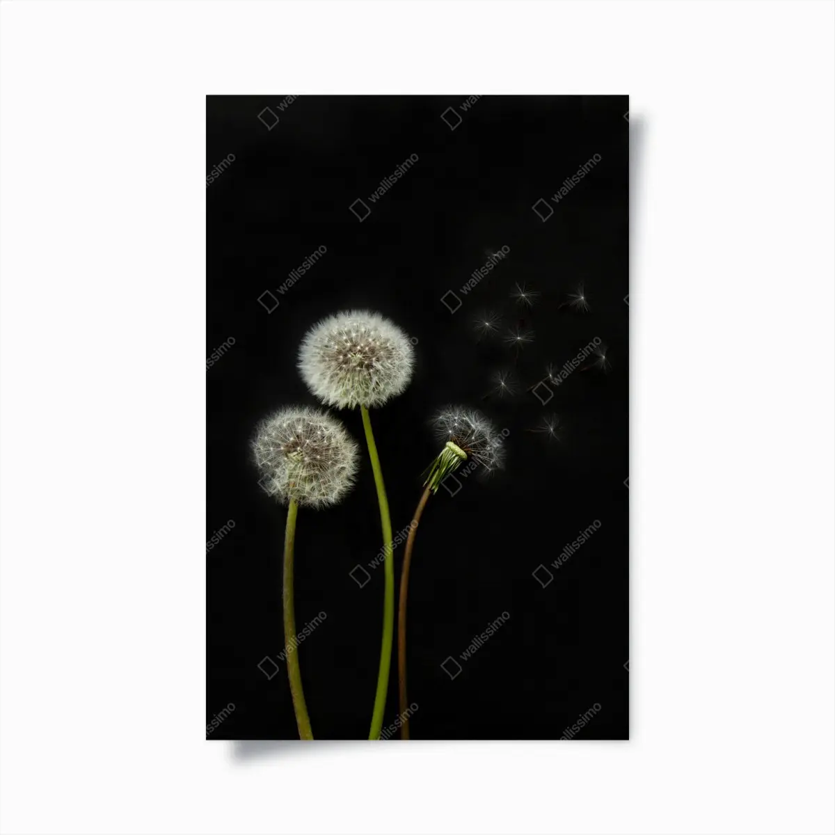 Poster zarte löwenzahnköpfe vor schwarzem hintergrund – Pixers®