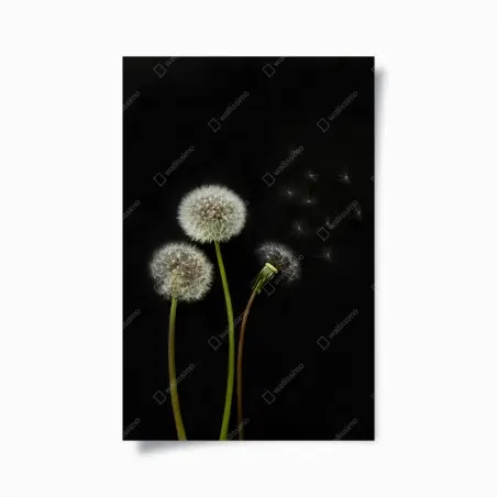 Poster zarte löwenzahnköpfe vor schwarzem hintergrund – Pixers®