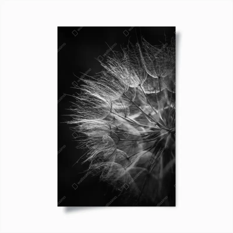 Poster zarter löwenzahn in monochrom