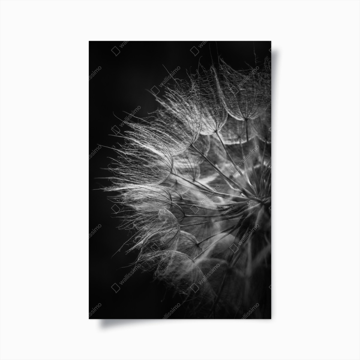 Poster zarter löwenzahn in monochrom – Pixers®