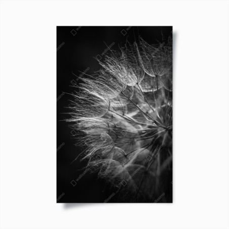 Poster zarter löwenzahn in monochrom – Pixers®