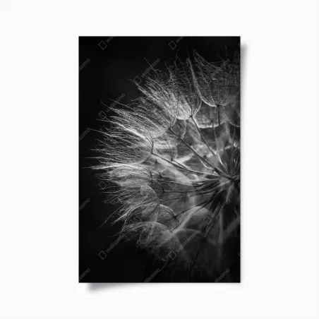 Poster zarter löwenzahn in monochrom