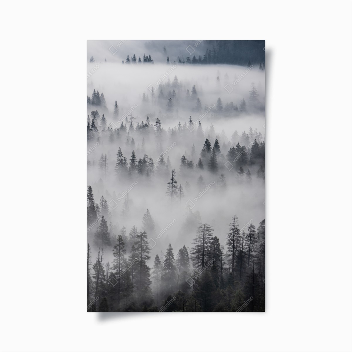 Poster nebeliger kiefernwald – Pixers®