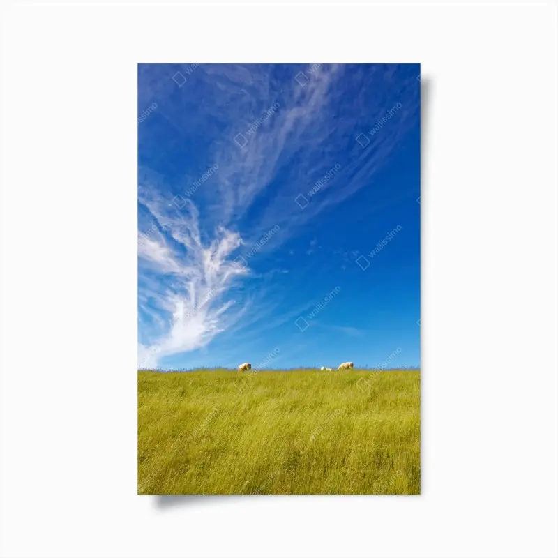 Poster ruhige wiese unter blauem himmel