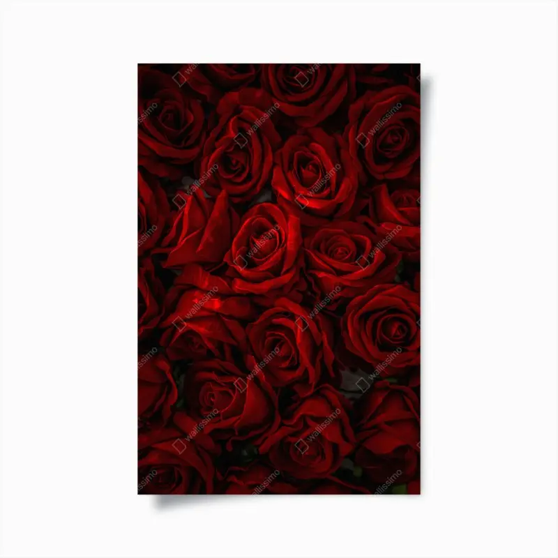Poster intensive rote rosen nahaufnahme