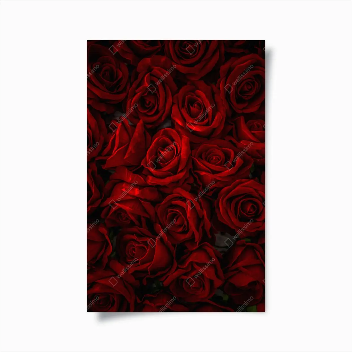 Poster intensive rote rosen nahaufnahme – Pixers®