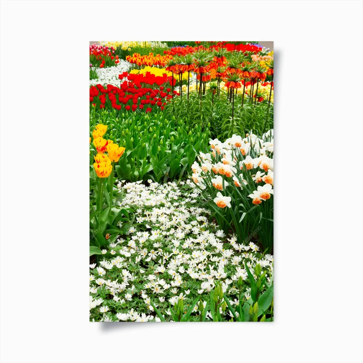 Poster lebendiger frühlingsblumengarten – Pixers®