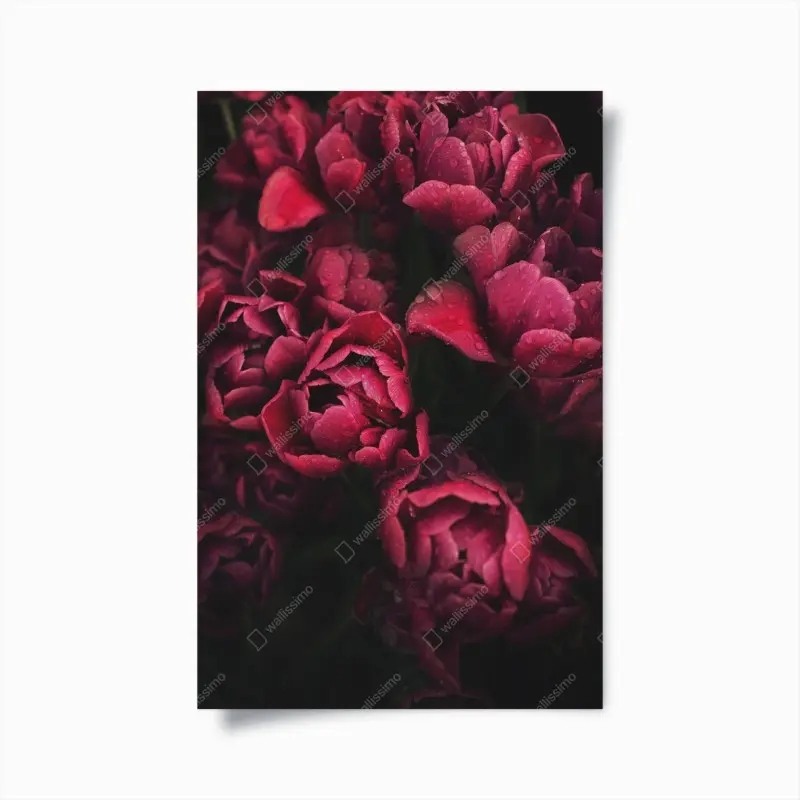 Poster tiefrote blüten mit wassertropfen