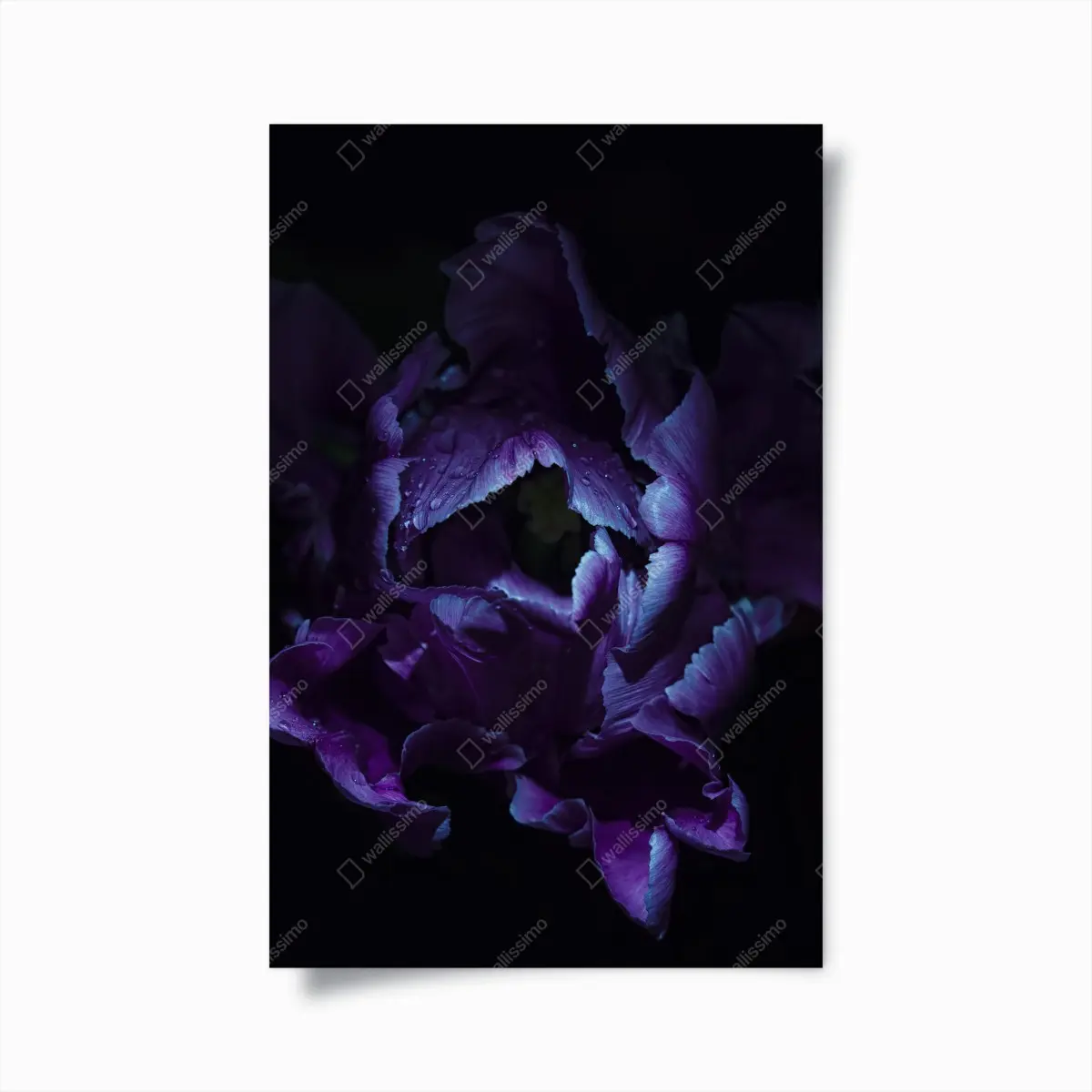 Poster lila tulpe im ultravioletten licht – Pixers®
