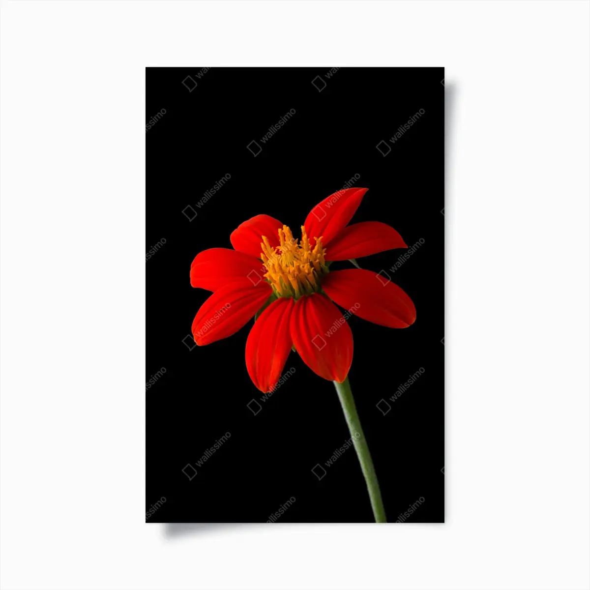 Poster leuchtende mexikanische sonnenblume auf schwarzem hintergrund – Pixers®