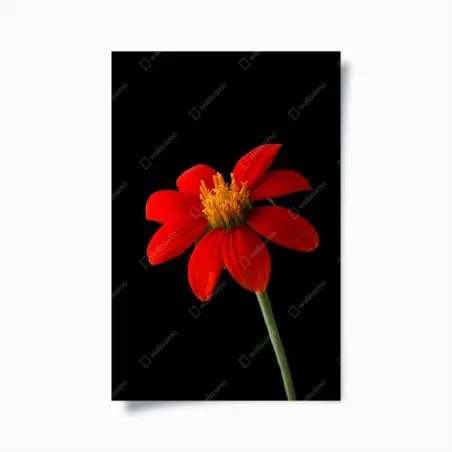 Poster leuchtende mexikanische sonnenblume auf schwarzem hintergrund – Pixers®