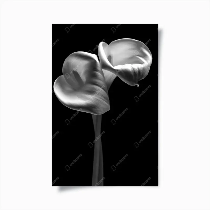 Poster elegante calla-blüten in monochrom