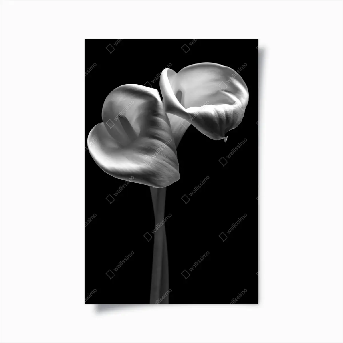 Poster elegante calla-blüten in monochrom – Pixers®