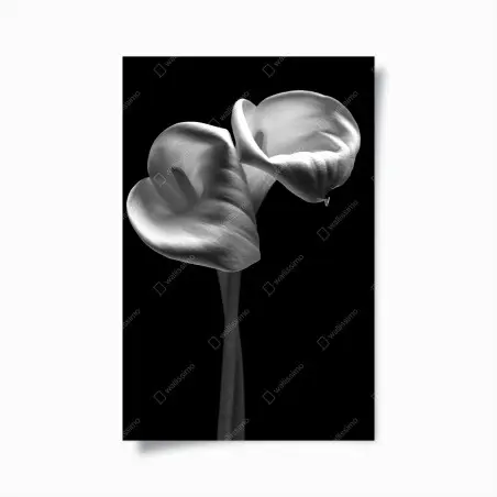 Poster elegante calla-blüten in monochrom – Pixers®
