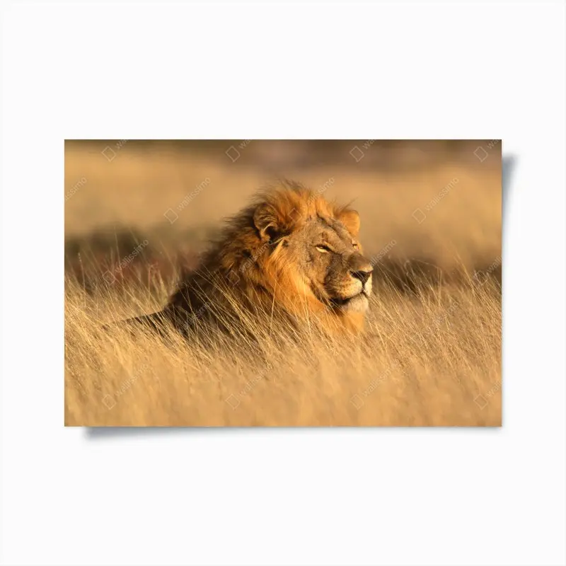 Poster majestätischer löwe im hohen gras