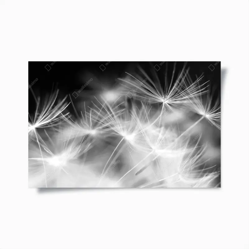 Poster zarte löwenzahnsamen in monochrom