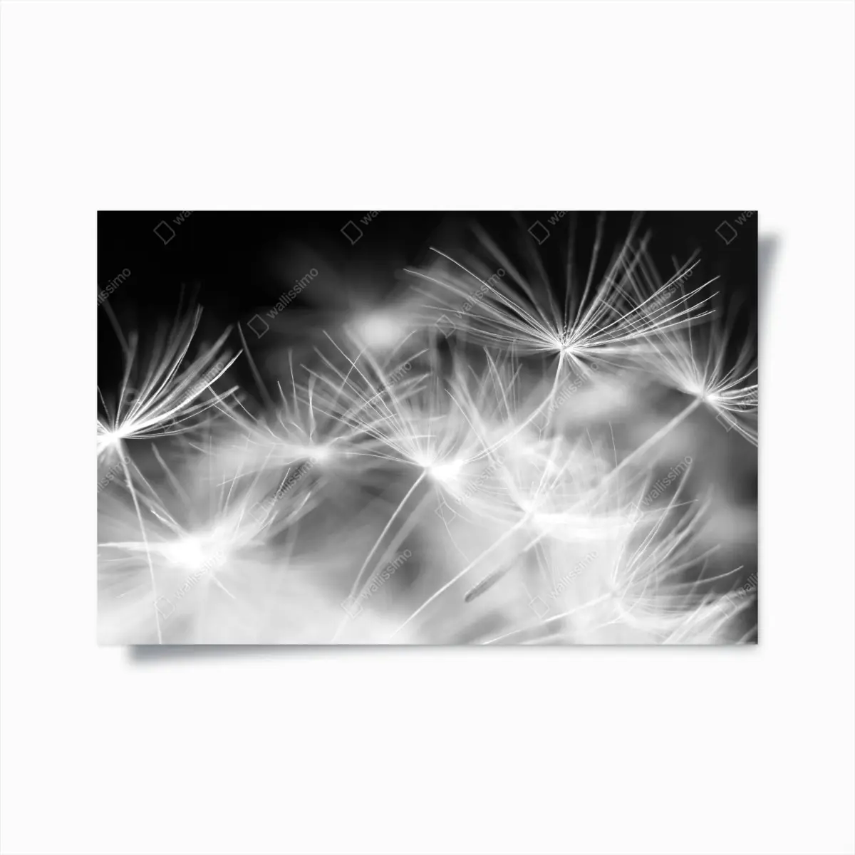 Poster zarte löwenzahnsamen in monochrom – Pixers®