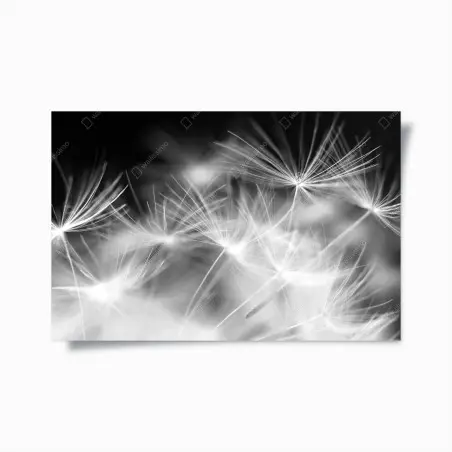 Poster zarte löwenzahnsamen in monochrom – Pixers®