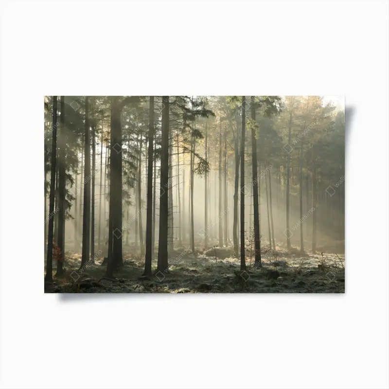 Poster nebliger morgenwald mit sonnenstrahlen