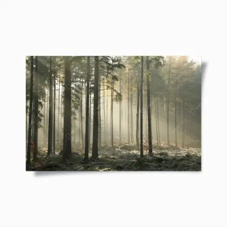 Poster nebliger morgenwald mit sonnenstrahlen – Pixers®