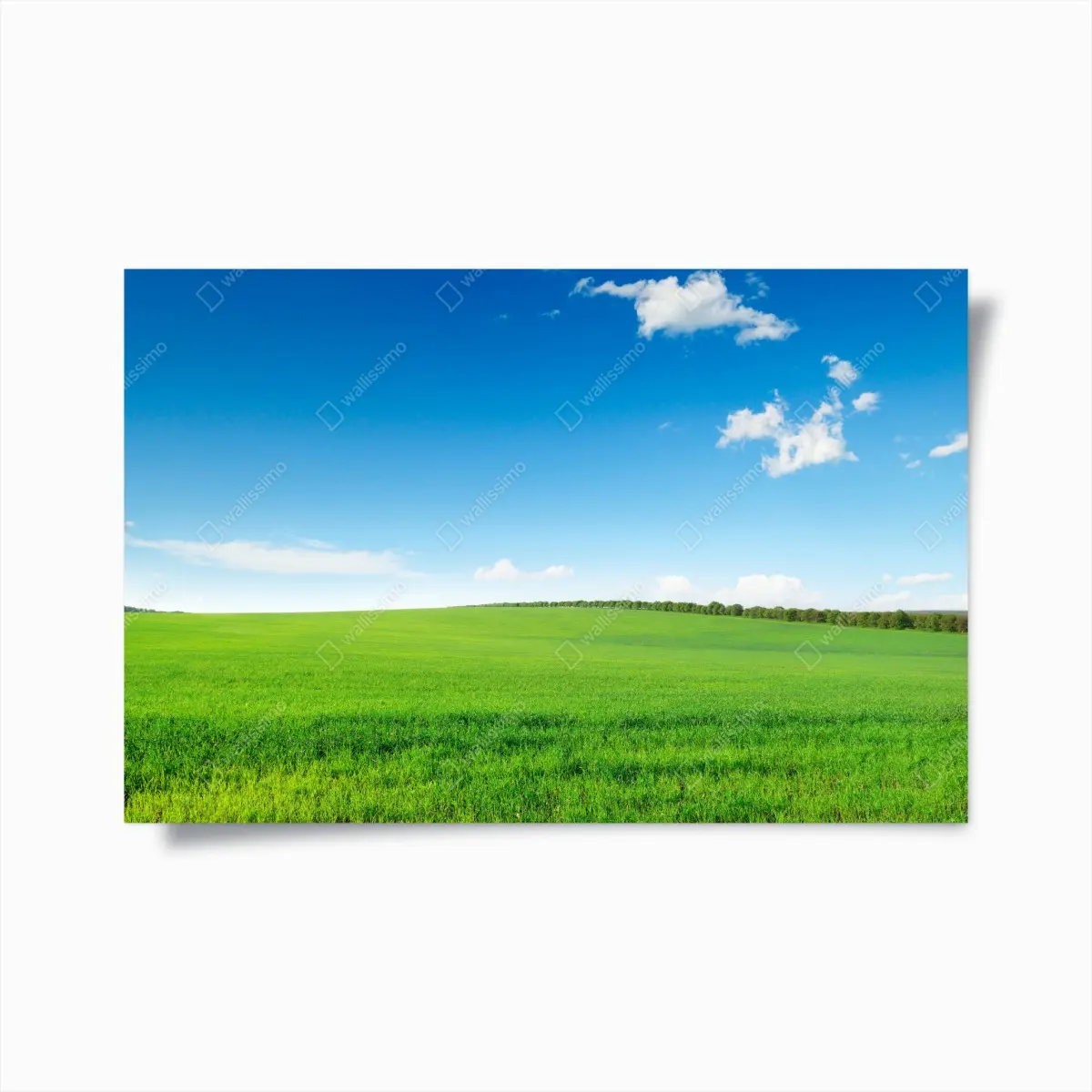 Poster ruhige grüne wiese unter blauem himmel – Pixers®