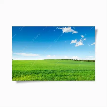 Poster ruhige grüne wiese unter blauem himmel – Pixers®